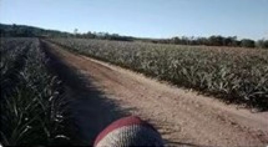 澳洲大統生產優質有機肥銷售至鳳梨農場